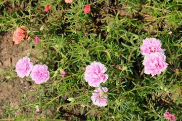 Colorful flowers in the garden.flower blooming.Beautiful flowers in the garden.	
