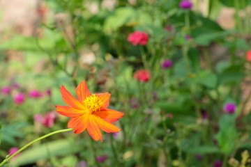 Colorful flowers in the garden.flower blooming.Beautiful flowers in the garden.	