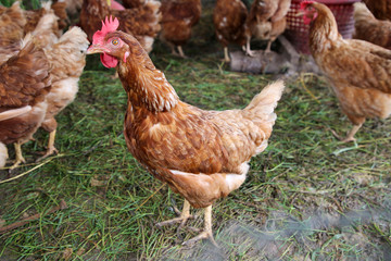 Brown female chicken on a traditional organic hen farm