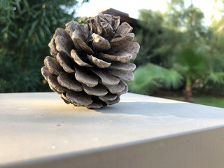 pine cone cedar seeds pine nuts