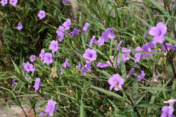 Fototapeta premium Beautiful colorful flowers are blooming