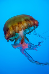 A colorful jellyfish invertebrate animal floating underwater in a blue background 