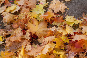 Fall foilage with brown leaves and cement in right corner