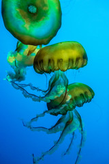A colorful jellyfish invertebrate animal floating underwater in a blue background  © Alejandro