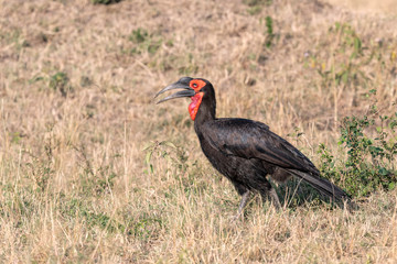 An adult Southern Ground Hornbill (Bucorvus leadbeateri) walks through the grass looking for bugs to eat.  Image taken in the Masai Mara, Kenya.