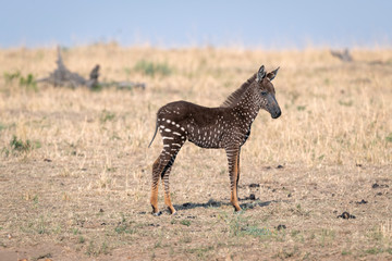 Rare zebra foal with polka dots (spots) instead of stripes, named Tira after the guide who first...