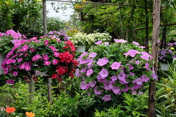 Fototapeta na wymiar Colorful flowers in the garden.flower blooming.Beautiful flowers in the garden. 