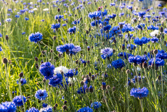 Blooming blue and white cornflowers on the meadow
