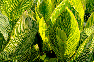 Green leaves pattern,leaf striped canna plant in garden - obrazy, fototapety, plakaty