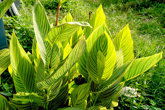 Green leaves pattern,leaf striped canna plant in garden