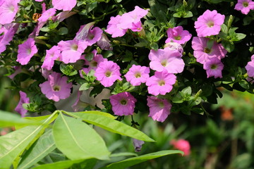 Colorful flowers in the garden.flower blooming.Beautiful flowers in the garden.