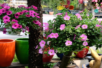 Fototapeta na wymiar Colorful flowers in the garden.flower blooming.Beautiful flowers in the garden.