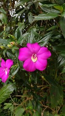 flowers in the garden