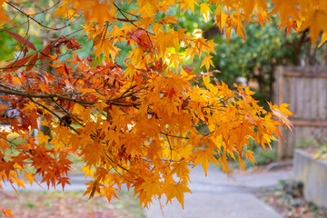 Orange leaves on tree in focuse with neighbohood in background