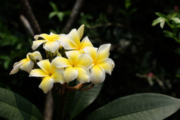 Fototapeta premium Colorful flowers.Group of flower.group of yellow white and pink flowers (Frangipani, Plumeria) White and yellow frangipani flowers