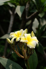Colorful flowers.Group of flower.group of yellow white and pink flowers (Frangipani, Plumeria) White and yellow frangipani flowers
