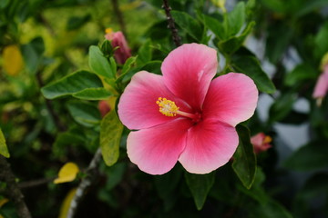Obraz premium Colorful hibiscus flowers blooming in the garden