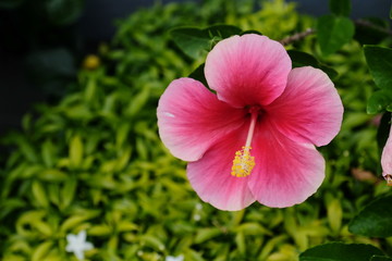 Colorful hibiscus flowers blooming in the garden