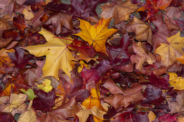 yellow magenta fall foilage leaves on ground good for background