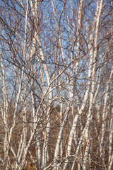 trees in winter