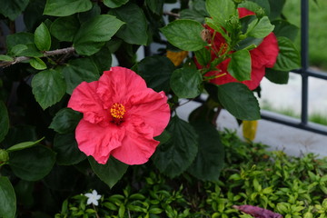 Beautiful flowers in the garden Blooming in the summer.Landscaped Formal Garden