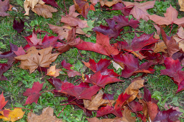 red fall foilage leaves on green grass good for background