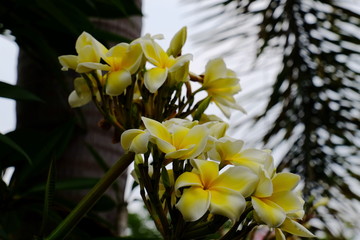 Fototapeta premium Beautiful flowers in the garden Blooming in the summer.Landscaped Formal Garden.