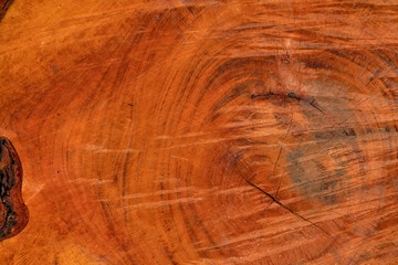 Detail trunk of tree rings texture