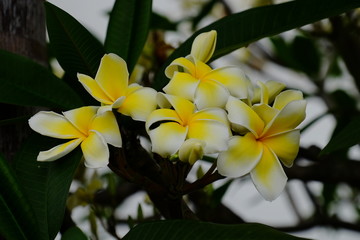 Colorful white flowers in the garden. Plumeria flower blooming