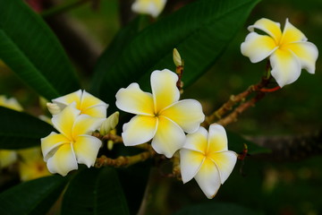 Obraz premium Colorful white flowers in the garden. Plumeria flower blooming