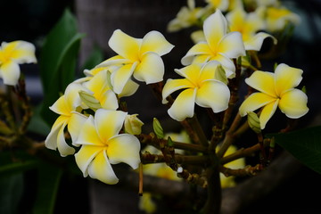 Fototapeta premium Beautiful flowers in the garden Blooming in the summer.Landscaped Formal Garden.tropical flowers blooming on tree 