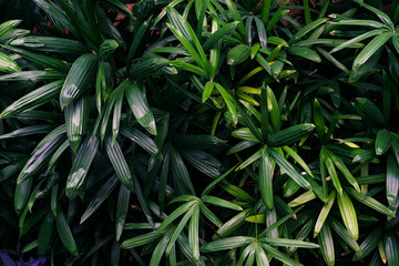 Green leaves pattern,leaf lady palm tree in the forest