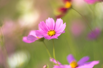 Obraz premium różowe kwiaty w ogrodzie