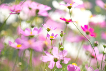 Obraz premium pink flowers in the garden