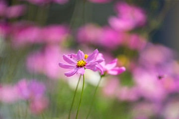 Fototapeta premium flower in the garden