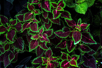 colorful leaves pattern,leaf coleus or painted nettle in the garden