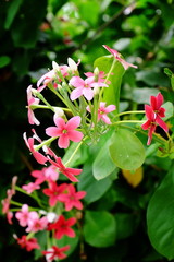 Beautiful colorful flowers are blooming,flower blooming.Beautiful flowers in the garden.	