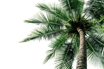 Fototapeta na wymiar Green Leaves of palm,coconut tree bending isolated on white background