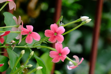 Beautiful flowers in the garden Blooming in the summer.