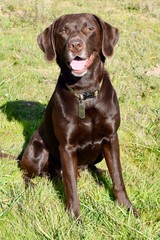 A very good boy... dog.