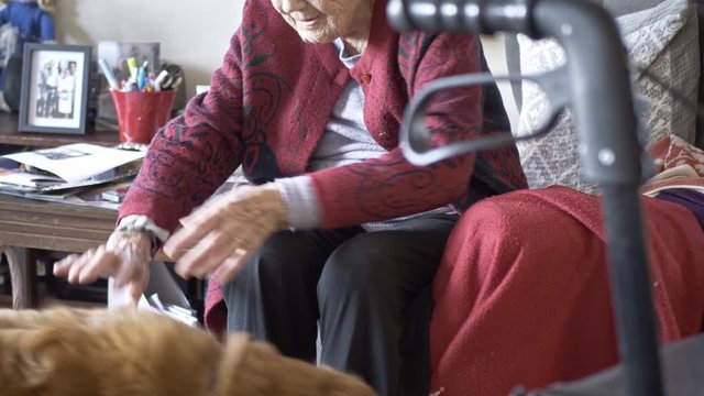 Loyal Pet Dog With Elderly Female Grandparent Older Senior Eating Food From Her Hands, Happy & Contented.