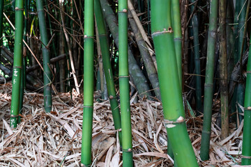 Obraz premium Green bamboo trunk in the garden
