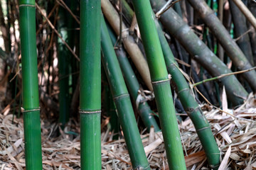 Fototapeta premium Green bamboo trunk in the garden