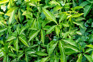 Fototapeta na wymiar Green leaves pattern,leaf Syngonium podophyllum In the garden