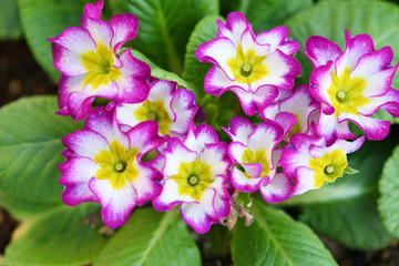 花壇のピンクの花