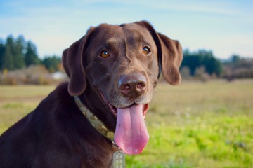 Happy Chocolate Lab 