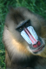 Mandril Mono