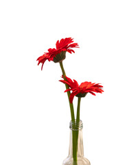 Beautiful red gerbera daisy flower in a glass bottle , Isolated on white background