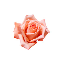 Beautiful pink rose flower , Isolated on white background