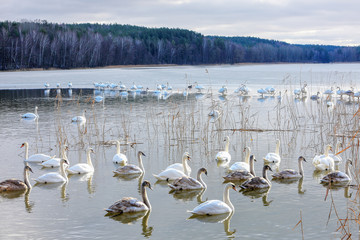 jezioro Mosąg na Warmii-w oczekiwaniu na wiosnę - obrazy, fototapety, plakaty